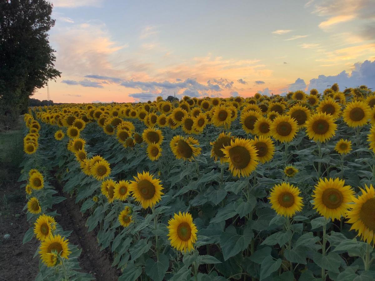Autour Des Vignes B&B Herry エクステリア 写真